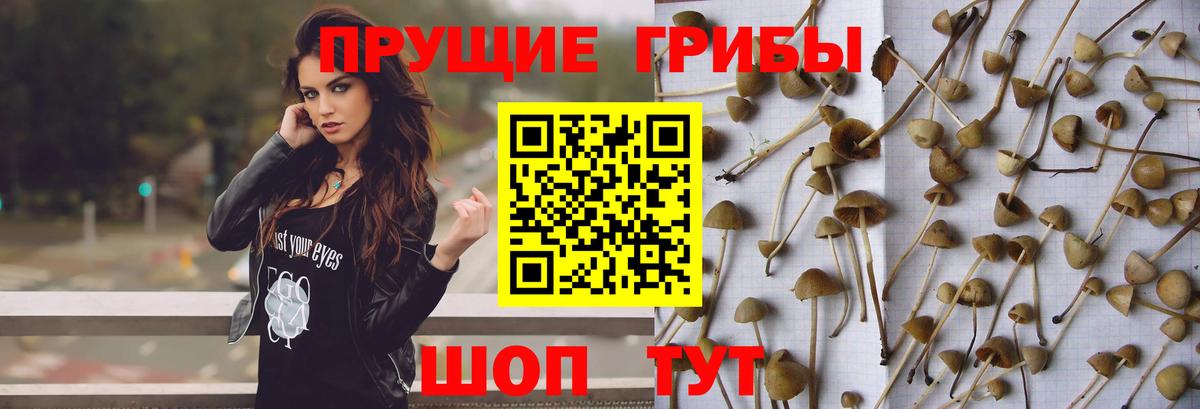 Галлюциногенные грибы Psilocybine cubensis Серов